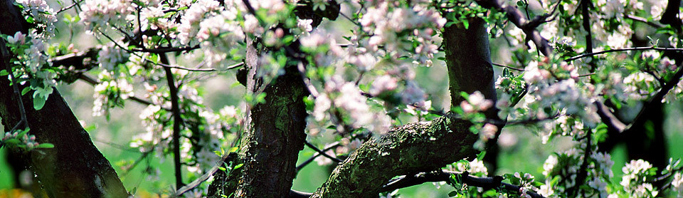 Obstblüte im Alten Land © TourismusMarketing Niedersachsen GmbH (TMN) 
